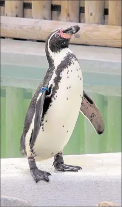  ??  ?? A penguin at Wingham Wildlife Park