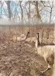  ?? CONTRIBUTE­D PHOTO ?? Fanny the emu, left, is back with her mate, Pete the emu, in their Lower Saucon Township enclosure after she ran on a two-day, 15-mile adventure.