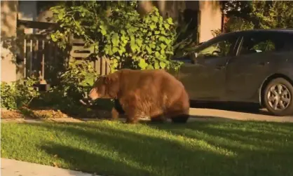  ?? Photograph: AP ?? A large black bear roams the streets of a suburb in Los Angeles.