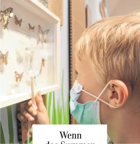  ?? FOTO: KARA BALLARIN ?? Tobias bewundert im Biberacher Museum Schmetterl­inge.