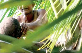  ??  ?? Placing the clay pot (Gasmuttiya) to the scrapped coconut flower to collect the sap