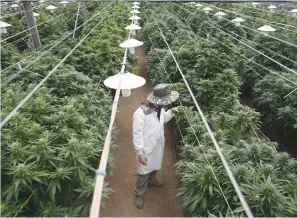  ?? (Nir Elias/Reuters) ?? AN EMPLOYEE checks cannabis plants at a medical marijuana plantation in the North in March.
