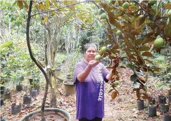  ??  ?? The fruiting Caimito in a container has 26 fruits.