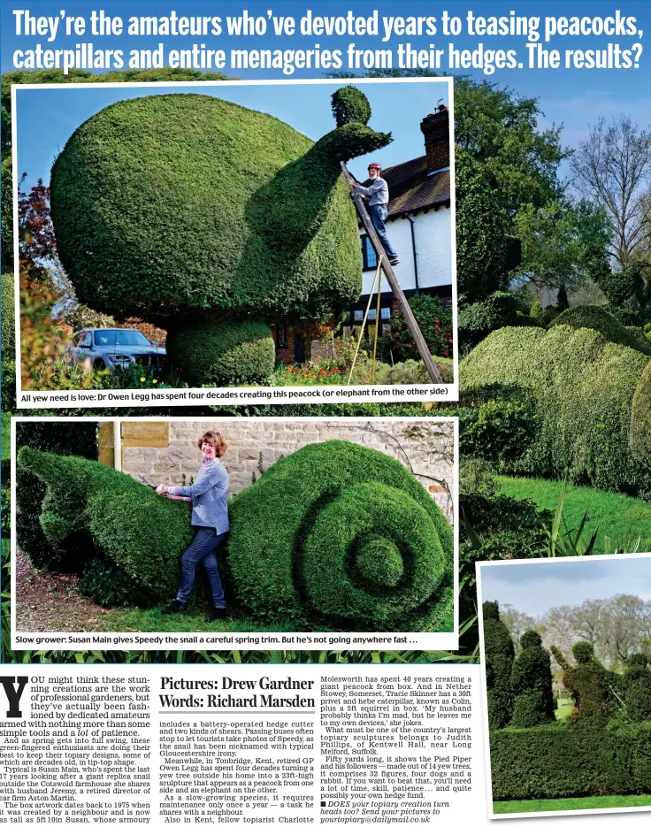  ??  ?? this peacock (or elephant from the other side) All yew need is love: Dr Owen Legg has spent four decades creating Slow grower: Susan Main gives Speedy the snail a careful spring trim. But he’s not going anywhere fast . . .