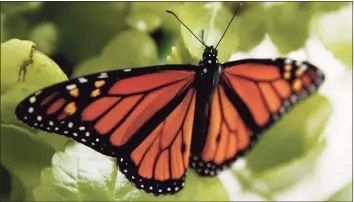  ?? Carolyn Kaster / Associated Press file photo ?? A fresh monarch butterfly rests on a Swedish Ivy plant soon after emerging in Washington in June 2019.