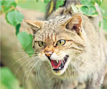  ??  ?? Wildcats were once found in forests across the UK, but have been pushed to remote parts of Scotland by hunting and habitat loss