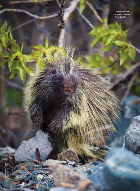  ??  ?? Common Porcupine (Erethizon dorsatum); Yukon, Canada