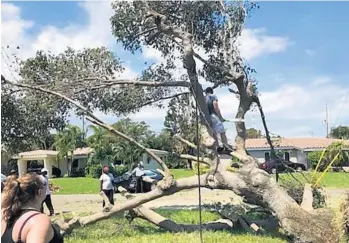  ?? DOREEN CHRISTENSE­N /STAFF ?? Cherie Sanders chose to have the oak tree in her yard cut down after Hurricane Irma had it tangled in power lines.