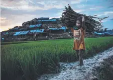  ?? Picture: GETTY ?? A young Rohingya refugee gathers firewood in Whaikhyang, Bangladesh, after arriving from Myanmar – one of more than 300,000 Rohingya Muslims who have fled.