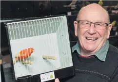  ?? PHOTO: GERARD O’BRIEN ?? Beak experience . . . Dunedin Bird Club life member and former president Monty Wright at the club’s latest twoday bird show.