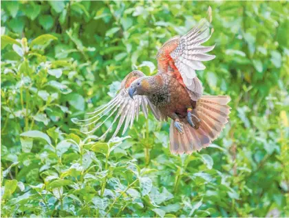  ?? Photo / Bridget Sloane ?? A ka¯ka¯ in flight.