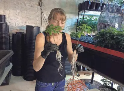  ??  ?? Beth Fromm pulls marijuana plants from the cloner and prepares to transplant them into pots.