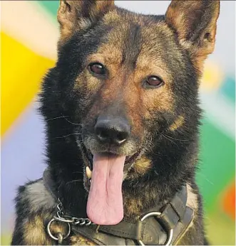  ?? CALGARY POLICE ?? Calgary police dog Cisko died of gastric torsion, a common and often fatal ailment.