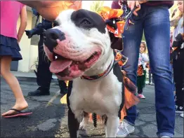  ?? Christina Cox/The Signal ?? A pit bull from the Castaic Animal Shelter is dressed up for Halloween during a KLAWS event at the Castaic Animal Shelter in October 2016.