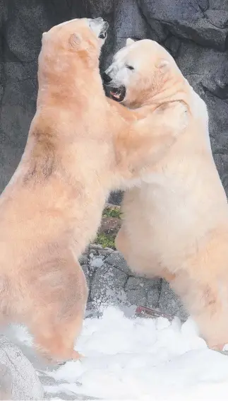  ??  ?? Sea World’s baby polar bear cub is seen taking its first wobbly steps (left) inside its den while outside, dad Hudson and uncle Nelson wrestle. Pictures: SEA WORLD