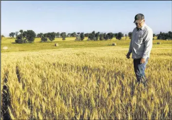  ?? Blake Nicholson The Associated Press ?? Farmer John Weinand surveys a wheat field Thursday near Beulah, N.D., that should be twice as tall as it is.