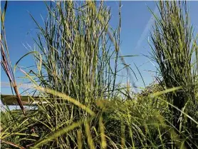  ?? ?? Big bluestem grasses sway in the breeze. Centuries ago, big bluestem was one of the grasses that dominated the Gulf Coast native prairie.