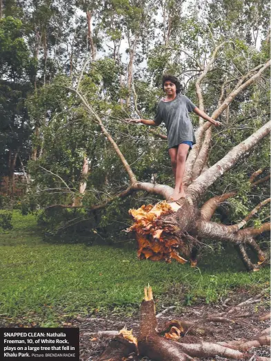  ?? Picture: BRENDAN RADKE ?? SNAPPED CLEAN: Nathalia Freeman, 10, of White Rock, plays on a large tree that fell in Khalu Park.