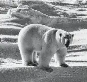 ?? Mike Lockhart / Associated Press ?? A study found that thermal imaging used by oil exploratio­n firms to detect polar bears in dens works less than half of the time.