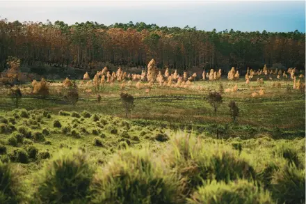  ?? MICHELLE MISHINA KUNZ/THE NEW YORK TIMES ?? These groves of eucalyptus trees were burned in wildfires at the beginning of June 2021 in Pa’auilo, Hawaii.