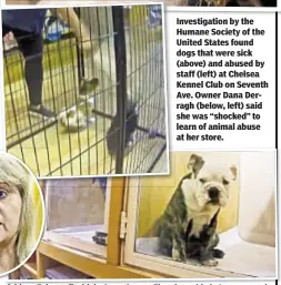  ??  ?? Investigat­ion by the Humane Society of the United States found dogs that were sick (above) and abused by staff (left) at Chelsea Kennel Club on Seventh Ave. Owner Dana Derragh (below, left) said she was “shocked” to learn of animal abuse at her store.