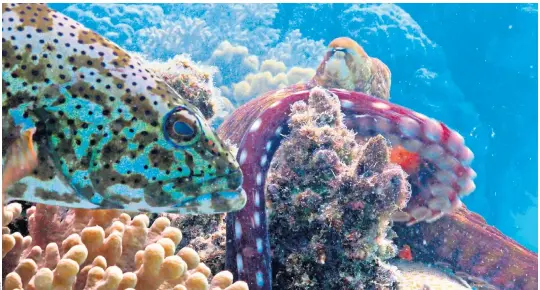  ?? Blue Planet II ?? Smart work: A coral grouper and an octopus work together to flush out food on the Great Barrier Reef in northern Australia. The footage will be screened tomorrow in