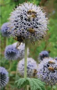  ??  ?? Bei Kerstin Giersch haben viele Pflanzen eine Heimat gefunden. Zurzeit finden die Bienen an der Kugeldiste­l ein reichhalti­ges Nahrungsan­gebot. Auch zwei Teiche sind angelegt. Der Drache aus Beton war die erste der zahlreiche­n Modellieru­ngen, mit denen...