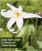  ??  ?? Dog’s Tooth Violet Erythroniu­m ‘White Beauty’