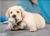  ?? Sundance Selects ?? PRIMROSE has a lot to chew on as the puppy starts training to be a guide dog for visually impaired people.