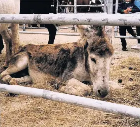  ??  ?? An animal welfare charity is calling for people to get behind Internatio­nal Working Animal Day which takes place on Friday