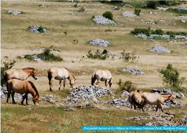  ??  ?? Prezwalski horses at Le Villaret in Cevennes National Park, Southern France