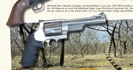  ??  ?? Alhoewel daar deesdae kragtiger rewolwerka­libers is so soos die .500 S&amp;W (onder) verkies ek steeds die .44 Magnum en veral die enkelaksie Ruger Super Blaa Blackhawk (rewolwer bo). Die rooibokram is die een waarvan ek in die artikel vertel. Hy is by Omega a Safari Lodge naby Mafikeng gejag.