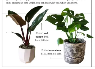  ??  ?? Potted redcongo, $55, from Sill Life. Potted monstera,$120, from Sill Life.