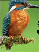  ??  ?? KINGFISHER