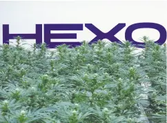  ?? CHRIS WATTIE / REUTERS FILES ?? Pot producer HEXO’S deal with Redecan is considered a merger of equals as much as a takeover.