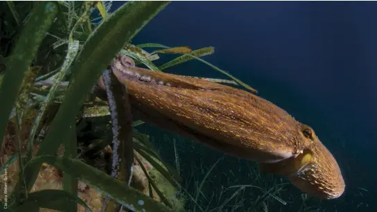  ??  ?? ABOVE An octopus hunts in the seagrass meadows of Port-Cros