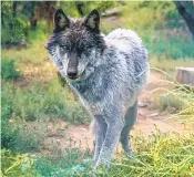  ?? COURTESY OF THE WILD SPIRIT WOLF SANCTUARY ?? The Wild Spirit Wolf Sanctuary in McKinley County will use its award of $50,000 from the state for improvemen­ts.