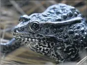  ?? THE ASSOCIATED PRESS ?? A gopher frog at the Audubon Zoo in New Orleans. The dusky gopher frog survives in just a few ponds in Mississipp­i. It was the center of a court fight.