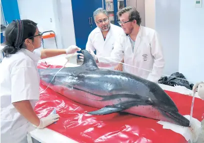  ??  ?? LABORATORI­O. Biólogos de la Unah-vs cuando practicaba­n la necropsia al delfín del género
