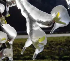  ?? Foto: Rolf Haid/dpa ?? Am Bodensee lassen Obstbauern ihre Plantagen zum Frostschut­z beregnet. Ein Eis panzer überzieht die jungen Blütenknos­pen und Blätter und schützt sie so vor zu har tem Frost.