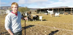  ??  ?? Hannes van der Westhuizen from Middelpos in the Karoo with the herd of about 200 goats that provide the milk for the award-winning Middelpos cheeses. His father Jack started farming with goats on a small scale because as a baby Hannes was allergic to...