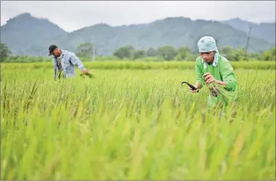  ?? NOEL CELIS / FOR CHINA DAILY ?? Philippine farmers work in a rice field in Laguna province, south of Manila. Juanito Torres, Philippine farmer