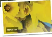  ??  ?? Narcissus