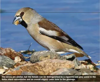  ??  ?? The sexes are similar, but the female can be distinguis­hed by a cigarette-ash grey panel in the duller black secondarie­s and an overall slightly paler tone to the plumage.