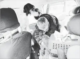  ?? JOHN RENNISON THE HAMILTON SPECTATOR ?? Liam Tyrrell tries to get cat Kiwi back in its cage in the family vehicle as Walter watches at the evacuation centre in Brantford. Tyrrell and his mother and brother left home due to flooding.