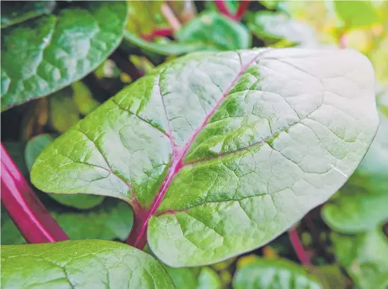  ?? ?? Malabar or Ceylon spinach can be grown on a fence in a sheltered area where it receives half a day’s sun or part shade all day.