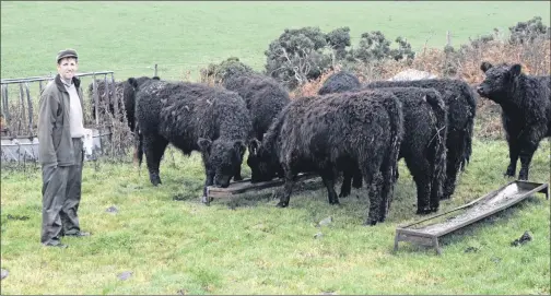  ?? 20_c45taverne­r01 ?? William Taverner with some of his Galloway herd.