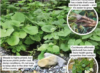  ?? ?? Wasabi is highly prized, but because plants prefer cool, damp conditions, it’s not easy to keep alive in the drier half of the country
Common horseradis­h has a taste that’s near identical to wasabi – and it’s easier to grow
Cochlearia officinali­s (pictured) has even more health-giving