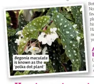  ??  ?? Begonia maculata is known as the 'polka dot plant'