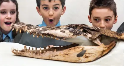  ?? ?? Jaw-struck: Pupils admire the 19th-century saltwater crocodile at their school in South Wales